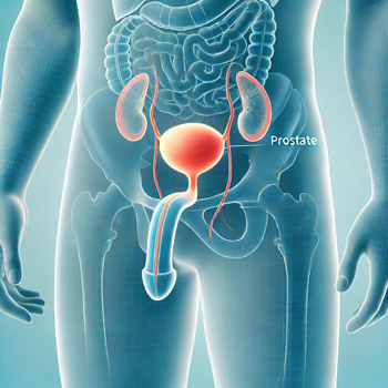 onde fica a próstata (homem, anatomia)